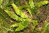 Struthiopteris spicant